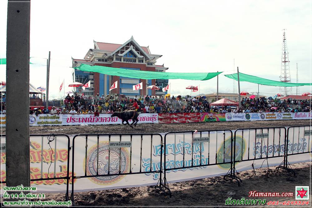 ���ླ���觤��� Buffalo Racing Festival ʹ��˹�ҷ����ҡ����������ͧ�ź��� 